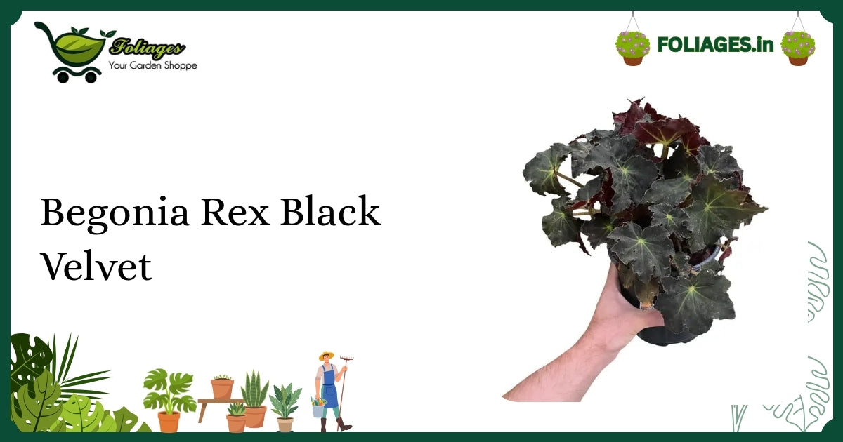 Begonia Rex Black Velvet Care: Nurturing Black Velvety Leaves Indoors
