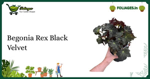Begonia Rex Black Velvet Care: Nurturing Black Velvety Leaves Indoors