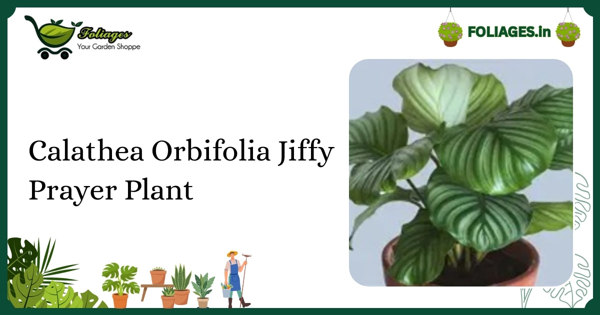 Calathea Orbifolia Jiffy Prayer Plant: Why It Needs RO Water Indoors