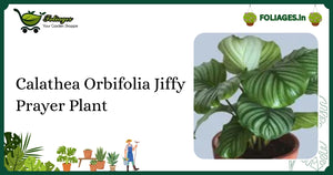 Calathea Orbifolia Jiffy Prayer Plant: Why It Needs RO Water Indoors