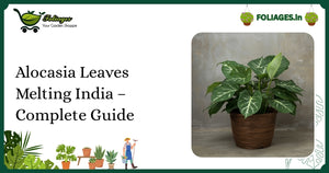 Alocasia Leaves Melting India – Complete Guide for Growers