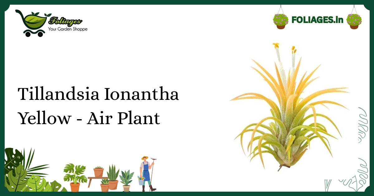 Tillandsia Ionantha Yellow Air Plant Care Guide for Indian Homes
