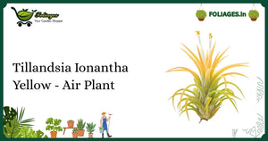 Tillandsia Ionantha Yellow Air Plant Care Guide for Indian Homes