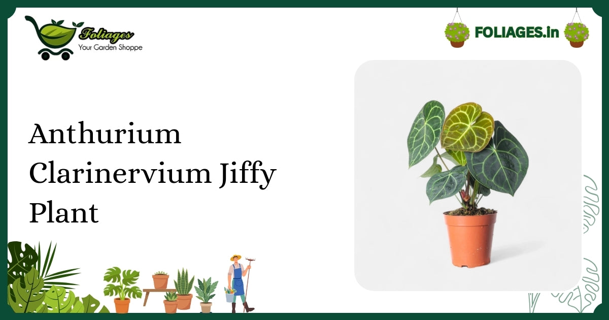 Anthurium Clarinervium Jiffy Plant Care: Velvety Leaves & White Veins