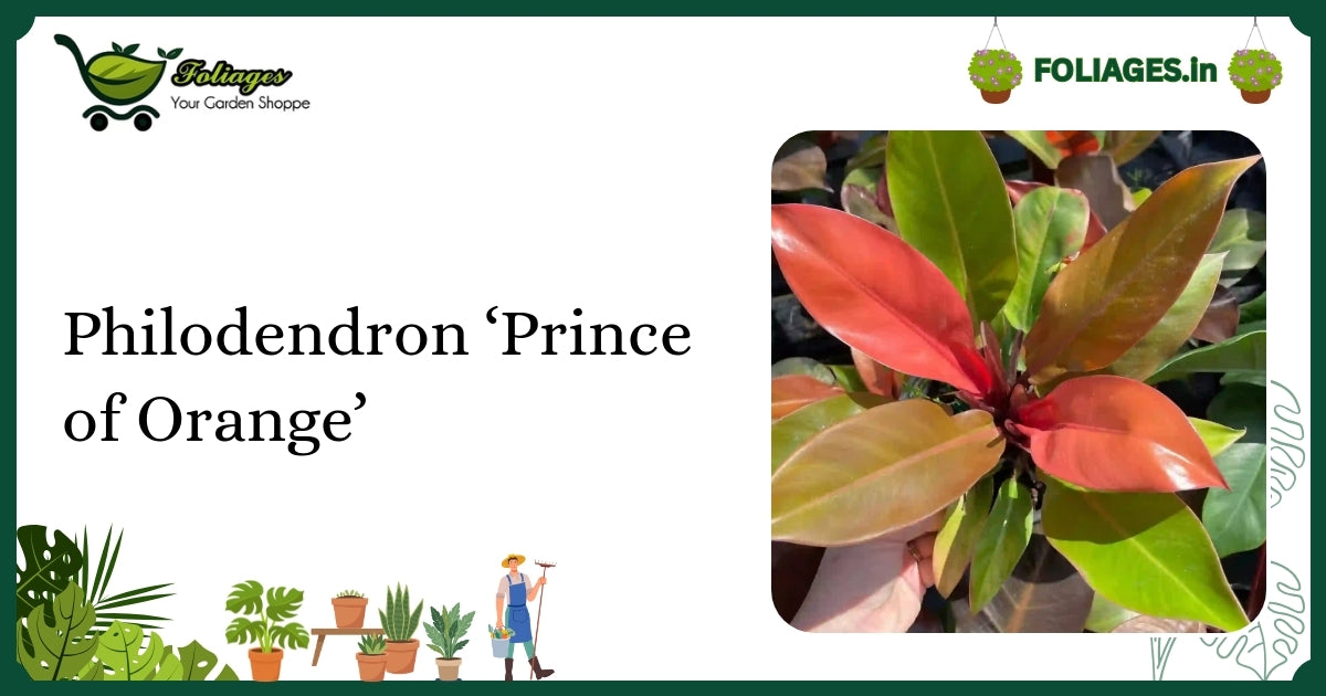 Philodendron ‘Prince of Orange’ Care: Keeping Vibrant Colors in India