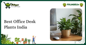 Best Office Desk Plants India for Every Workspace