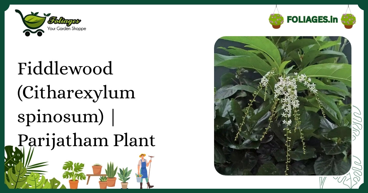 Fiddlewood Tree Care India: Evergreen with Fragrant Flowers & Orange Leaves