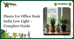 Plants For Office Desk India Low Light – Complete Guide