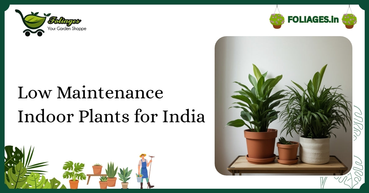 Low Maintenance Indoor Plants for India: Care & Buying Guide