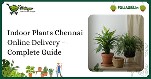 Indoor Plants Chennai Online Delivery – Complete Guide