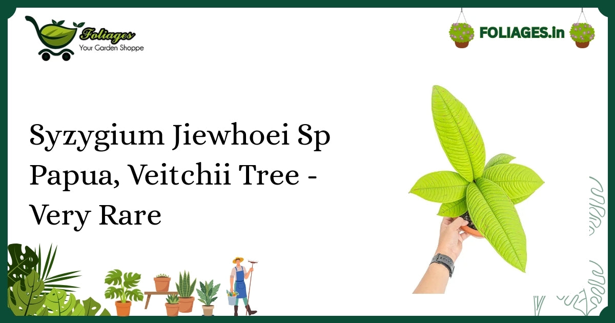Syzygium Jiewhoei Care India: Rare Veitchii Tree with Unique Leaves