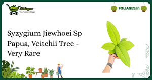 Syzygium Jiewhoei Care India: Rare Veitchii Tree with Unique Leaves