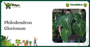 Philodendron Gloriosum Care: Keeping Velvety White Veins Stable in India