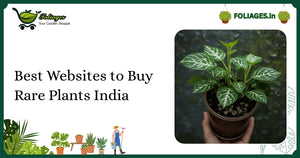 Best Websites to Buy Rare Plants India: Trusted Sources