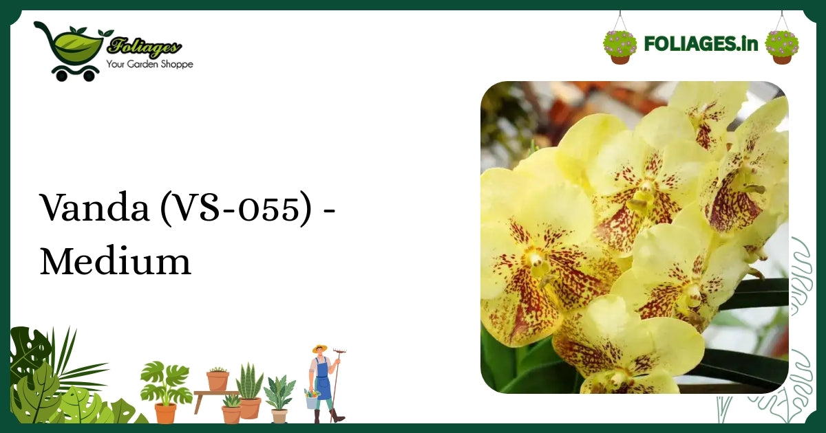 Vanda (VS-055) - Medium Care Guide for Vibrant Orchid Blooms