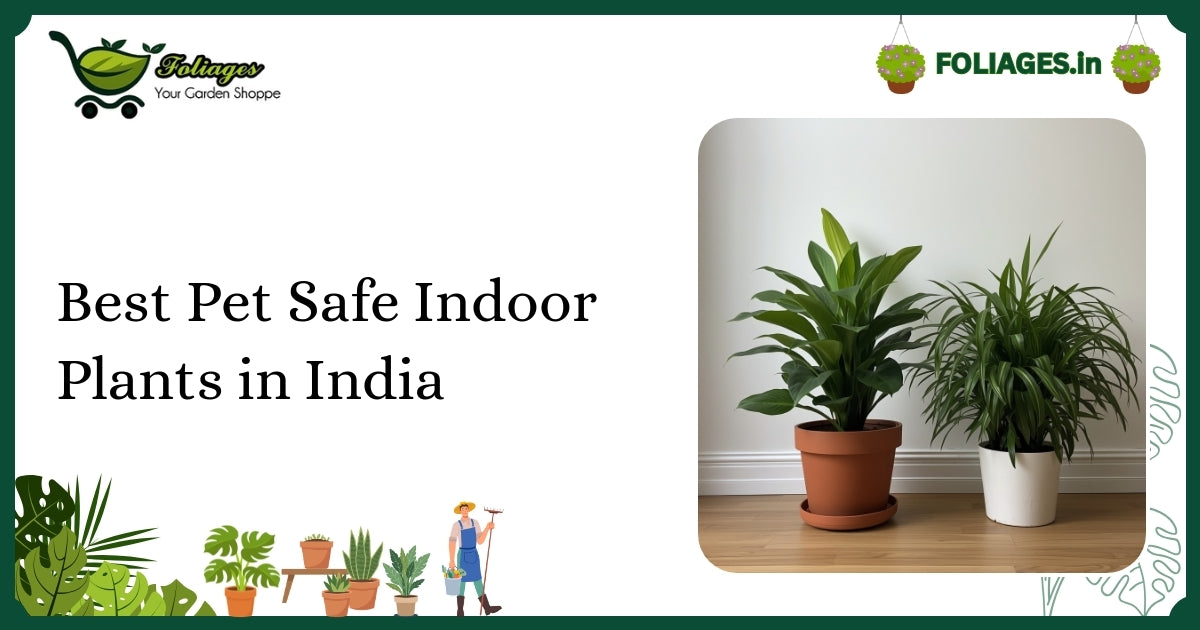 Best Pet Safe Indoor Plants in India for Every Home