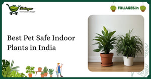 Best Pet Safe Indoor Plants in India for Every Home