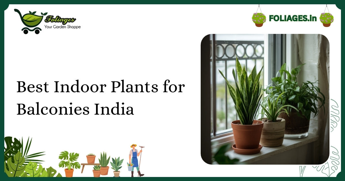 Best Indoor Plants for Balconies India: Care and Varieties