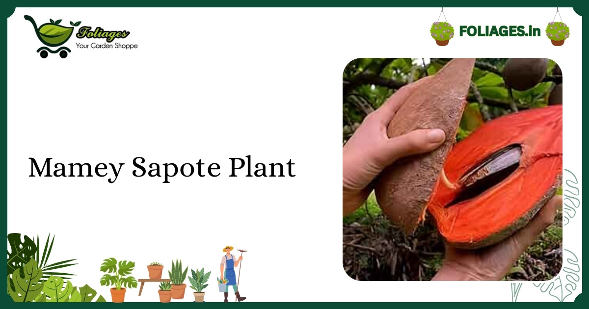 Mamey Sapote Plant Care India: Young Tropical Fruit Tree Guide
