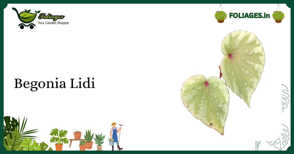 Begonia Lidi Care India: Silver and Green Foliage Indoor Plant