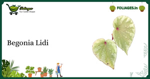 Begonia Lidi Care India: Silver and Green Foliage Indoor Plant