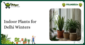 Indoor Plants for Delhi Winters: Care and Tips for Indian Homes