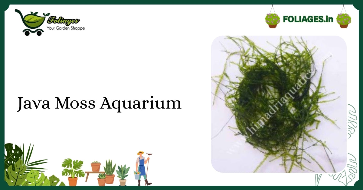 Healthy Vibrant Java Moss Aquarium Care in India