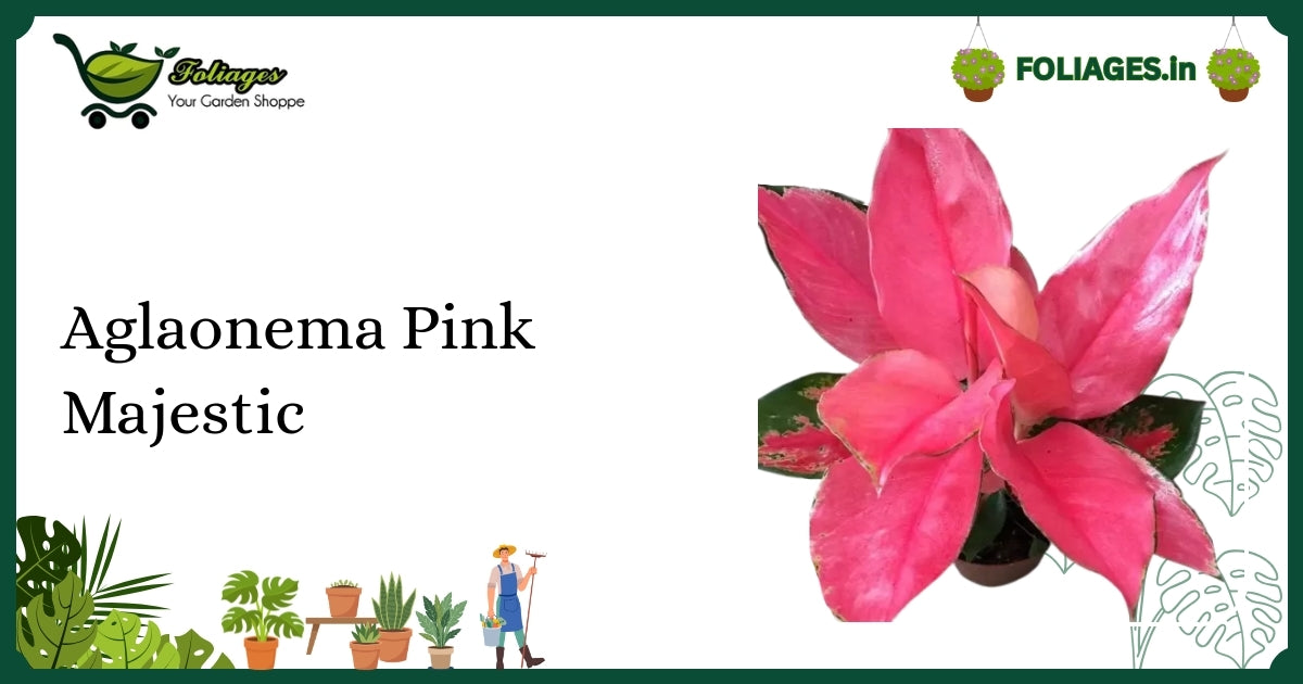 Aglaonema Pink Majestic Care India: Compact Pink-Flushed Aroid