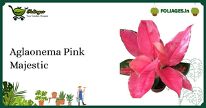 Aglaonema Pink Majestic Care India: Compact Pink-Flushed Aroid