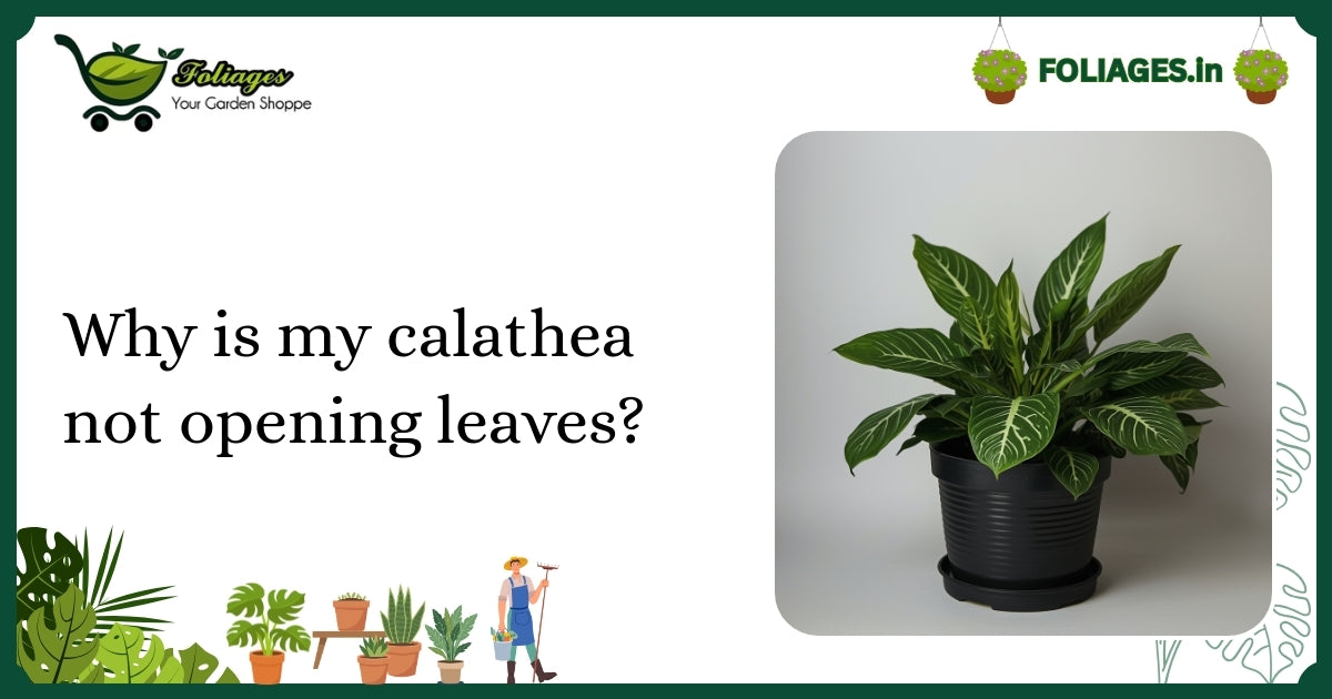 Why is my calathea not opening leaves? Expert Indian Care Tips