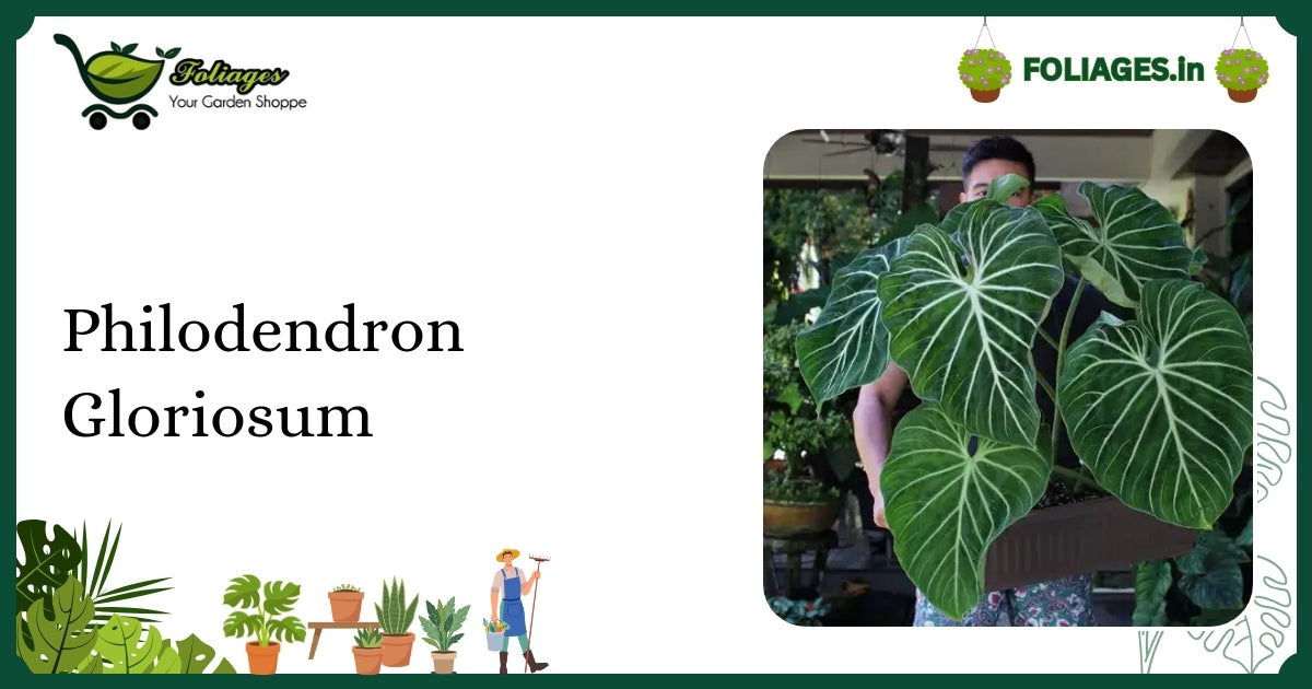 Philodendron Gloriosum Care: Keeping Velvety White Veins Stable