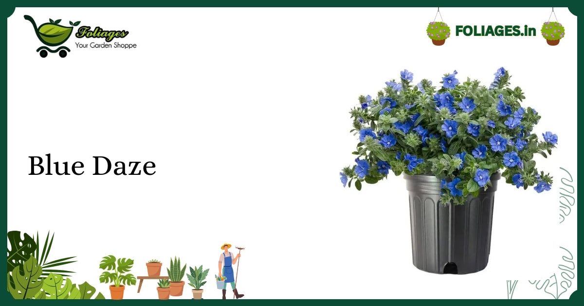 Compact Trailing Blue Daze with Sky-Blue Flowers Care in India