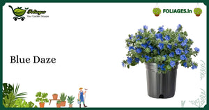 Compact Trailing Blue Daze with Sky-Blue Flowers Care in India