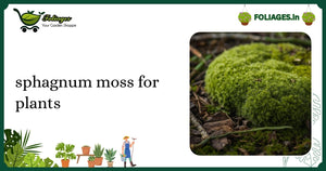 Sphagnum Moss for Plants: Care Guide for Indian Plant Lovers