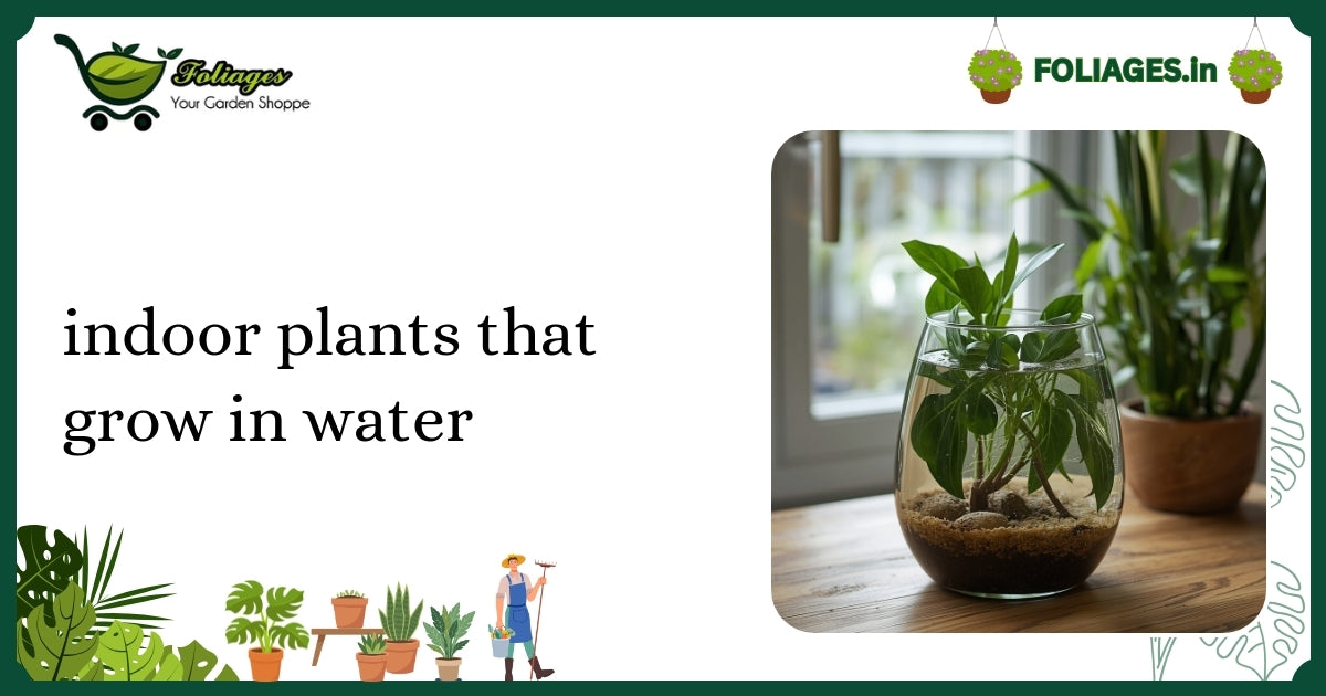 Indoor Plants That Grow in Water: Care Guide for Indian Homes