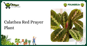 Calathea Red Prayer Plant Care: Velvety Leaves and RO Water Needs