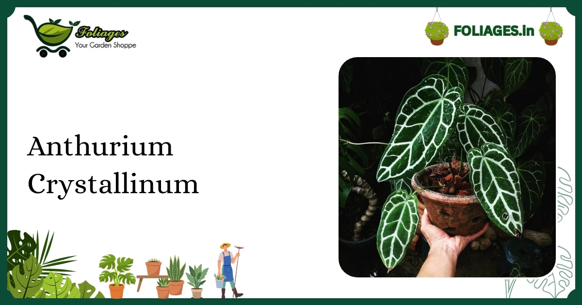 Anthurium Crystallinum Care India: Large Velvety Leaves with White Veins
