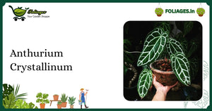 Anthurium Crystallinum Care India: Large Velvety Leaves with White Veins