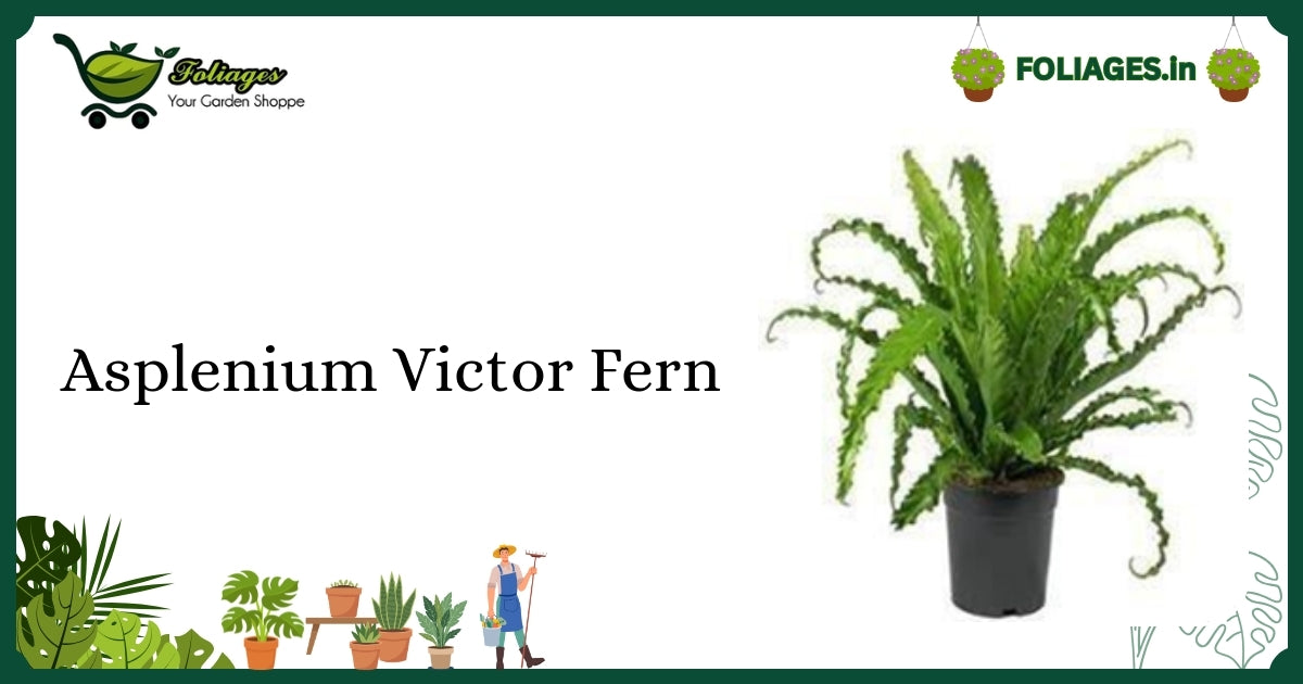 Asplenium Victor Fern Care India: Glossy Green Wavy Starter Guide