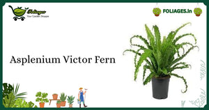 Asplenium Victor Fern Care India: Glossy Green Wavy Starter Guide