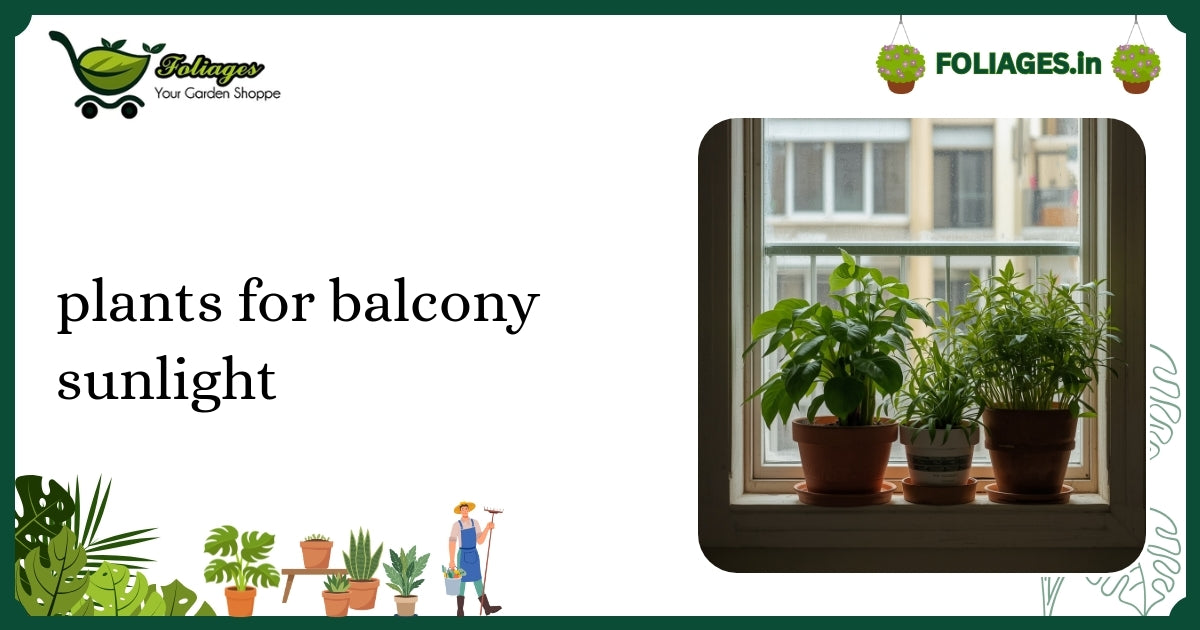 Plants for Balcony Sunlight: Care Tips for Indian Homes