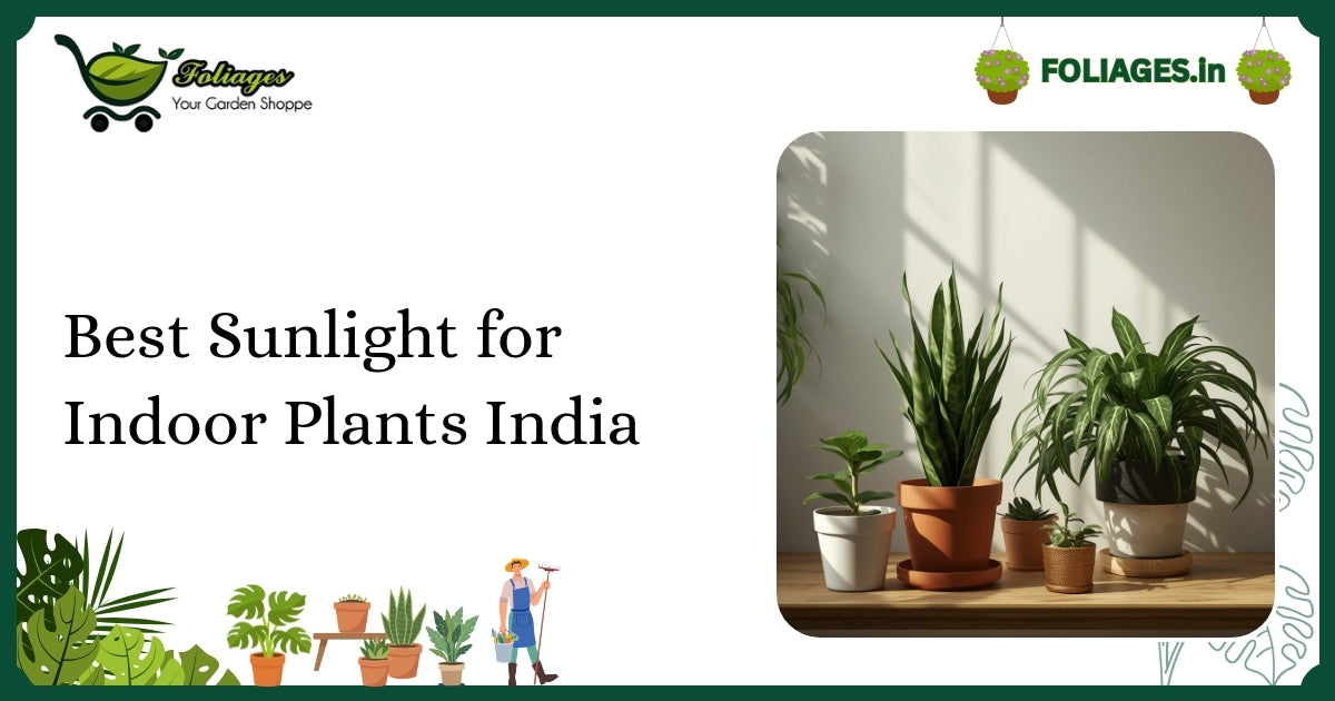 Best Sunlight for Indoor Plants India: A Practical Guide
