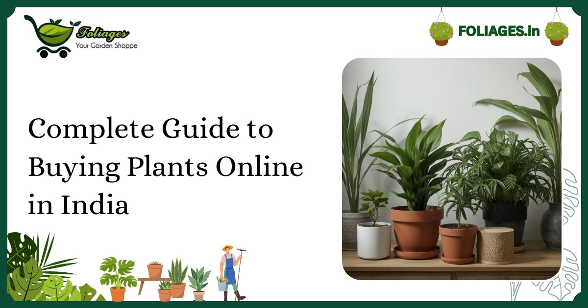 Complete Guide to Buying Plants Online in India