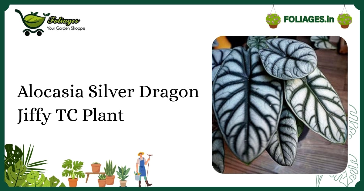 Alocasia Silver Dragon Jiffy TC Plant Care Guide for India
