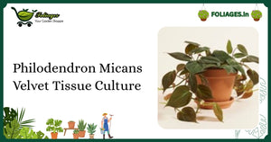 Philodendron Micans Velvet Tissue Culture Care in India