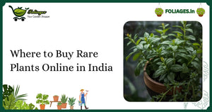 Where to Buy Rare Plants Online in India: A Complete Guide