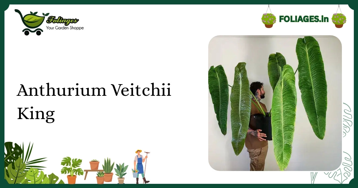 Anthurium Veitchii King Care: Keeping Velvet Leaves Vibrant in India