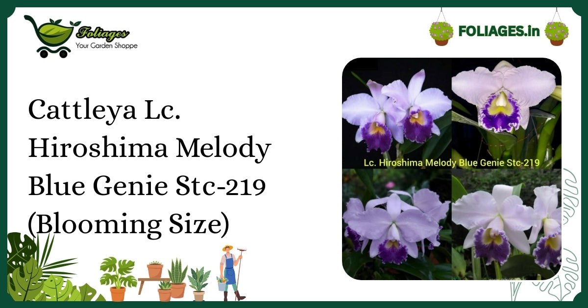 Cattleya Lc. Hiroshima Melody Blue Genie Stc-219 Blooming Care in India