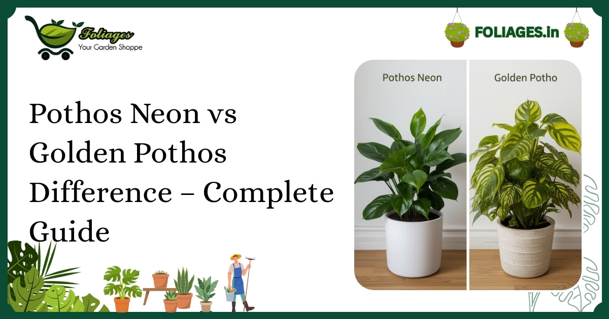 Pothos Neon vs Golden Pothos Difference – Complete Guide