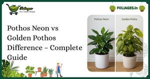 Pothos Neon vs Golden Pothos Difference – Complete Guide